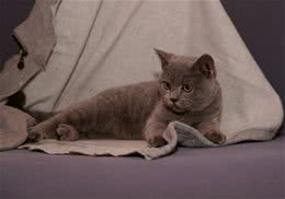 夏天猫咪的散热方法有哪些