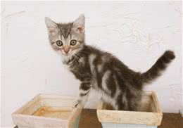 猫为什么掉胡子