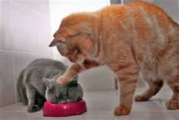 养成宠物猫吃饭的规矩