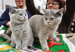 英短猫吃什么猫粮