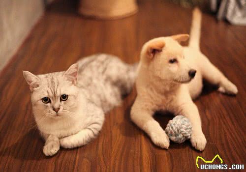 猫咪的护理需要全方面