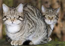 猫腿受伤了怎么办
