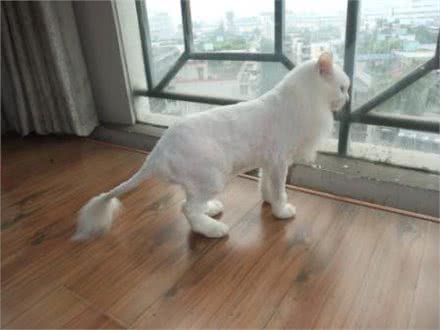 教你如何正确给爱猫剃毛
