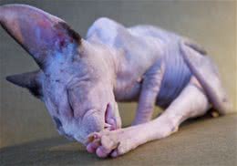 人的剩饭给猫咪吃有哪些危害