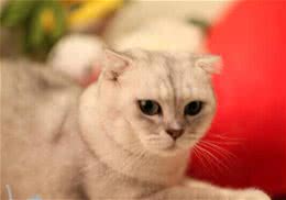 养猫之前请三思