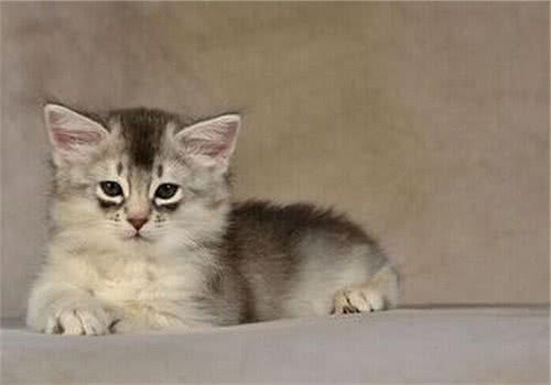 防止猫咪走失的几个小方法