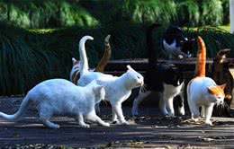 如果猫咪都没有做绝育