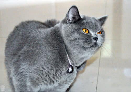 如何正确选择购买英国短毛猫