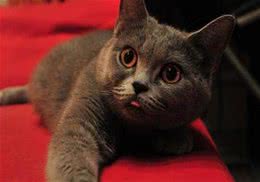 爱探险的英国短毛猫