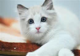 猫咪掉毛有妙招