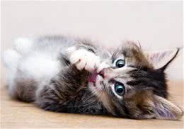 猫咪是否会有歉疚的情感
