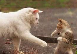 主人对猫的种种误会