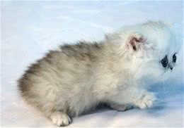 金吉拉猫的性格特点如何