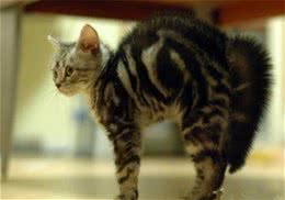 猫咪受惊怎么办