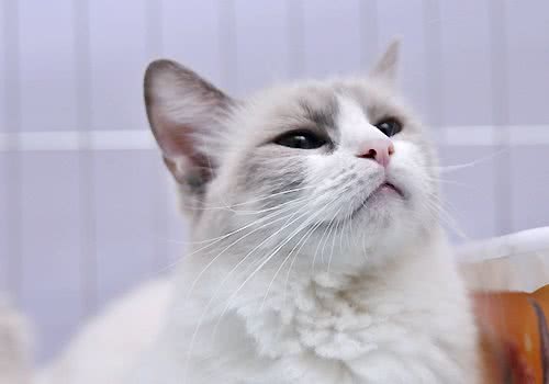 猫咪经常呕吐怎么回事