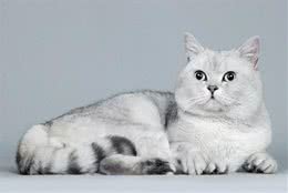 怎样训练英国短毛猫抽水马桶上厕所