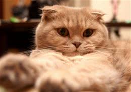 猫咪呕吐后，如何通过饮食调理恢复肠胃功能？