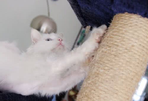 训练猫咪扒抓木柱的要点
