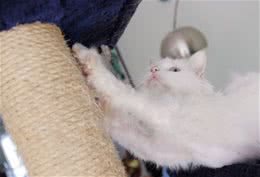 训练猫咪扒抓木柱的要点