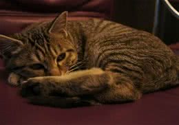 猫咪便便不正常的几大原因