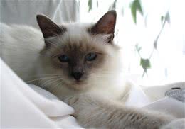 猫咪喜欢破坏东西吗