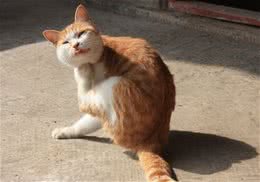 猫咪皮肤病的诊断化验技术