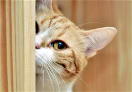 猫罐头中主食罐的特点介绍