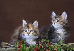 猫咪对主人的占有欲过强怎么办