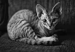 猫咪性别不同性格也会不同