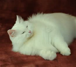 如何判断猫咪是否肥胖