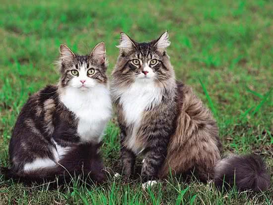 如何训练挪威森林猫在地上打滚