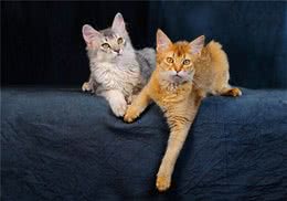 猫咪怀孕期间可以洗澡吗