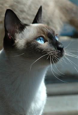 暹罗猫最老的猫种介绍