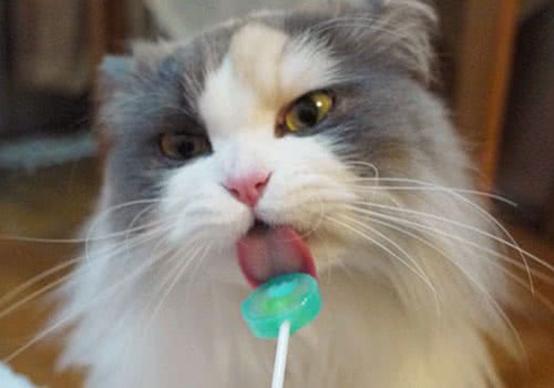 猫咪爱吃甜食吗？