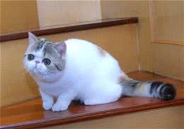 猫的寿命有多长