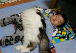 冬天了，猫咪如何保暖？