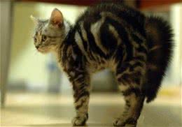 猫咪表达自己意图的方式