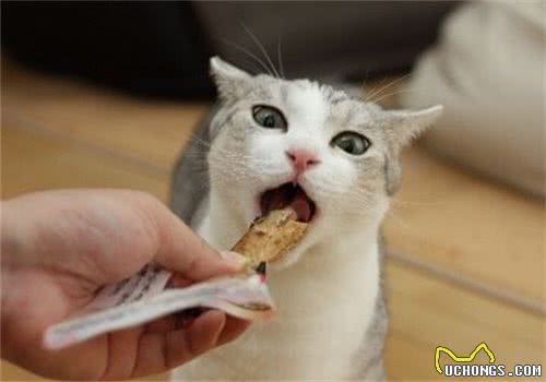 猫咪吃猫粮好还是自制粮好？