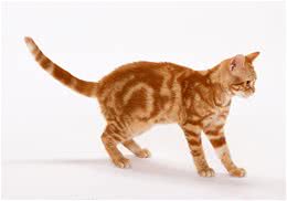 猫咪多大吃猫粮合适