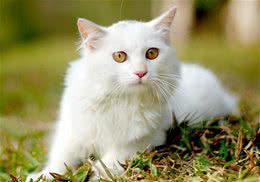 山东狮子猫有哪些品种