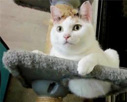 训练猫咪良好上厕所的习惯