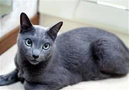 俄罗斯蓝猫的历史