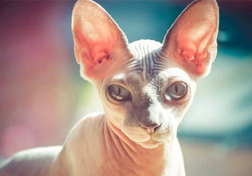 6件让猫咪开心的事