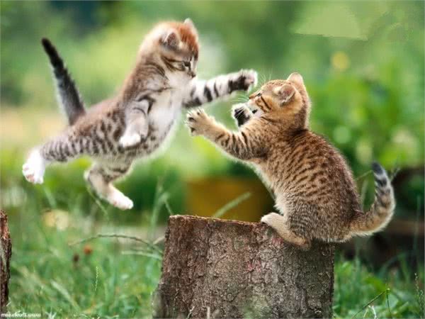 猫咪为什么会打架