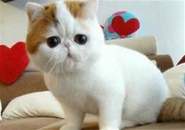 为什么猫咪也爱抱大腿