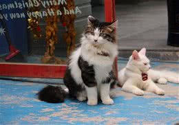 新猫入家门：怎么把它介绍给其他猫？