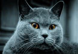 如何选择优质猫砂