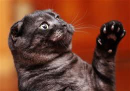 温柔小天使，抱猫技巧大公开