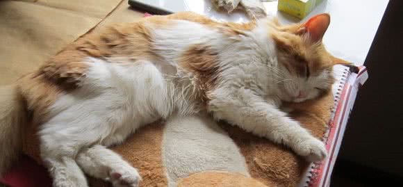 猫糖尿病诊断与治疗