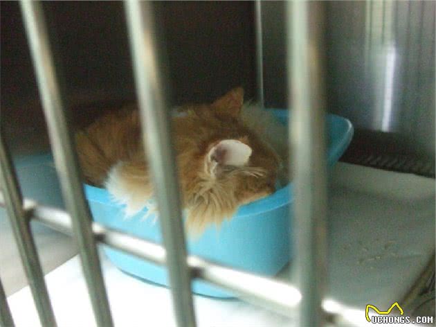 猫糖尿病诊断与治疗